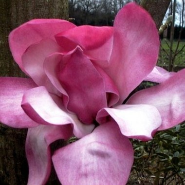unnamed (3)82